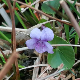 Bog Violet (Viola palustris) Nappers Coldstream Burn