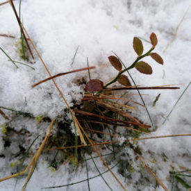 Cowberry (Vaccinium vitis idaea) in winter snow on rig of Glenmalloch