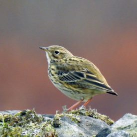 Meadow Pipit Knockman moorland