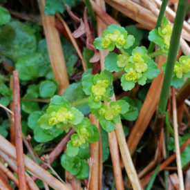 Opposite-leaved Golden Saxifrage, burn from Glenmalloch Hill