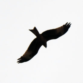 Red Kite Knockman moor