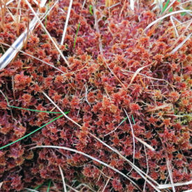 Sphagnum Moss