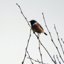 Stonechat Knockman moorland